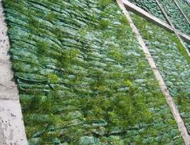 宏祥護(hù)坡綠化植物生態(tài)袋